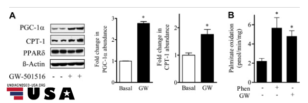 cardarine (gw-501516) study on fat oxidation